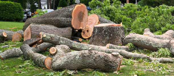 How Our Tree Care Process Works  in  Holgate, OH