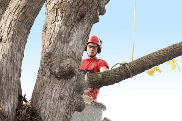 Trusted Holgate, OH Tree Services Experts